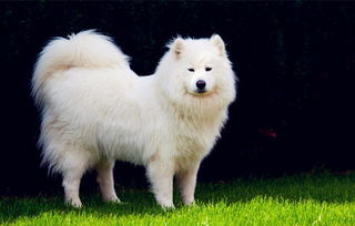 荷蘭豬智商相當于幾歲