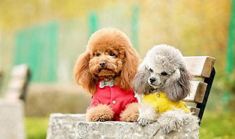 荷蘭豬智商相當于幾歲