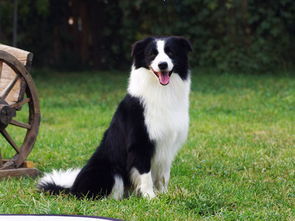 荷蘭豬智商相當于幾歲