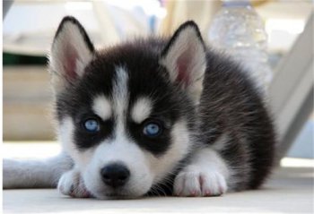 荷蘭豬智商相當于幾歲