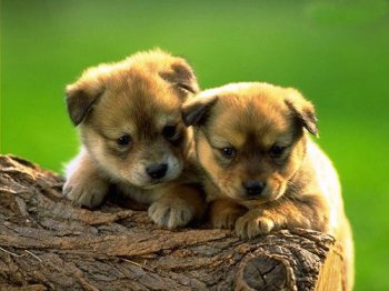 荷蘭豬認主人嗎