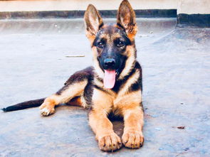 荷蘭豬認主人嗎