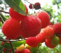 湖州哪里可以摘楊梅