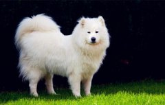 荷蘭豬智商相當(dāng)于幾歲