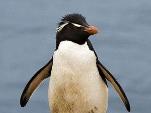 企鵝鰭足是什么意思