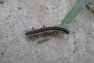 水黽是害蟲還是益蟲