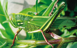 水黽是害蟲還是益蟲