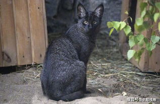 蜜獾能殺死5米長巨蟒嗎