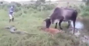 蜜獾能殺死5米長巨蟒嗎