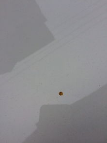 車上蒼蠅屎怎么去掉