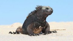 企鵝鰭足是什么意思