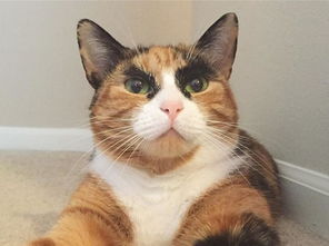 六十隔墻吸老鼠是啥意思呢