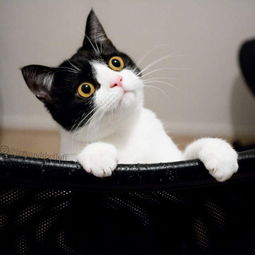 六十隔墻吸老鼠是啥意思呢