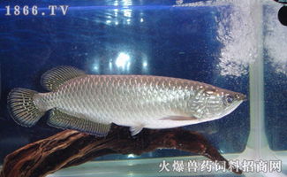 六角龍魚怎么分公母