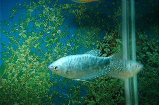 六角龍魚怎么分公母