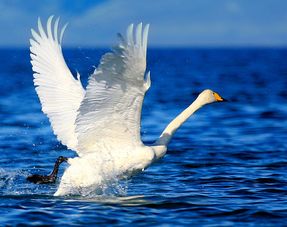 吹小號的天鵝作者是誰