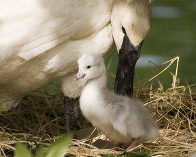 吹小號的天鵝作者是誰