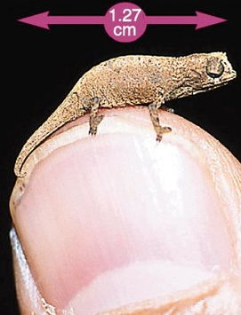 床上發現壁虎什么預兆