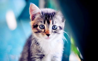 床上發現壁虎什么預兆