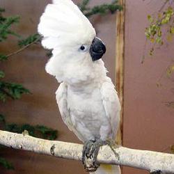 大白鳳頭鸚鵡合法嗎