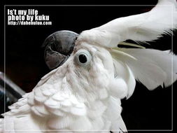 大白鳳頭鸚鵡合法嗎