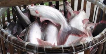 巴沙魚是深海魚嗎