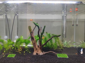 杜鵑根是什么樹根