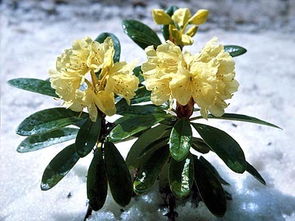 杜鵑花喜陰還是喜陽