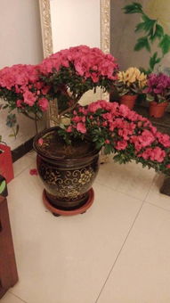 杜鵑花喜陰還是喜陽