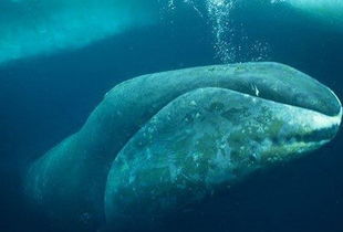 燈塔水母有毒嗎