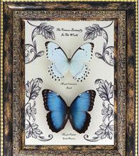 白蝴蝶進家有什么預兆