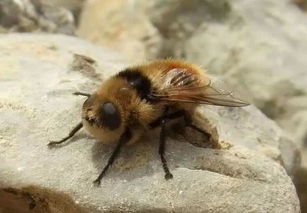 膚蠅蟲在中國有嗎