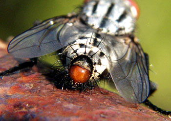 膚蠅蟲在中國有嗎