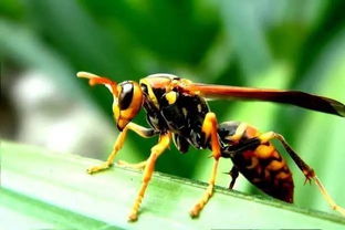 被紅頭蜈蚣咬了怎么辦