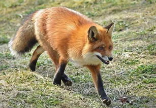 赤狐可以當寵物養嗎