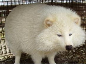 赤狐可以當寵物養嗎