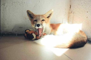 赤狐可以當寵物養嗎