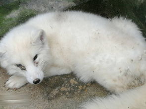 赤狐和白狐哪個好養