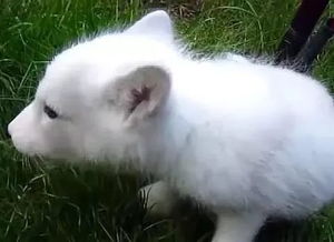 赤狐和白狐哪個好養