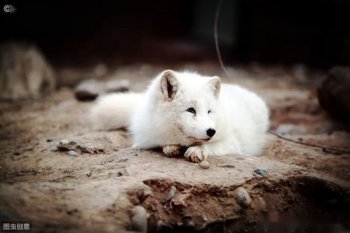 赤狐和白狐哪個好養