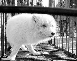 赤狐和白狐哪個好養