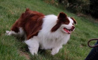 金絲熊能活多久