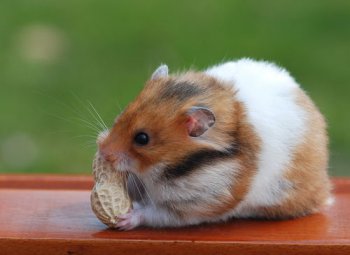 金絲熊能活多久