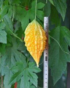 金鈴子是什么昆蟲(chóng)