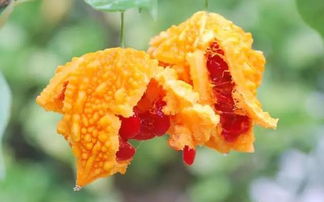 金鈴子是什么昆蟲(chóng)