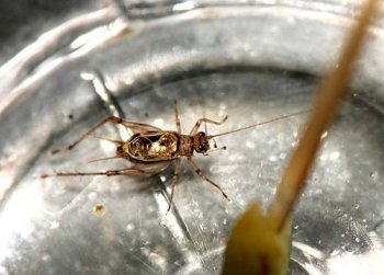 金鈴子是什么昆蟲(chóng)