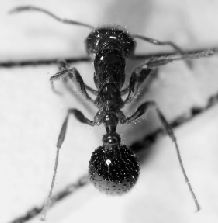 飛蟻咬人后怎么辦