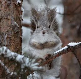 魔王松鼠為什么總是叫