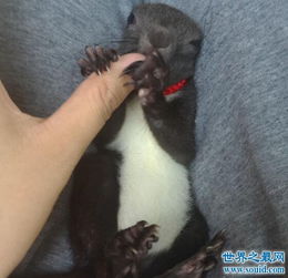 魔王松鼠什么顏色的好