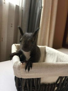 魔王松鼠什么顏色的好